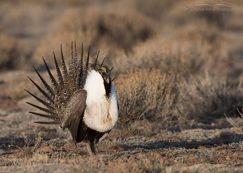 Morning light on a Greater Sage-Grouse, Wayne County, Utah