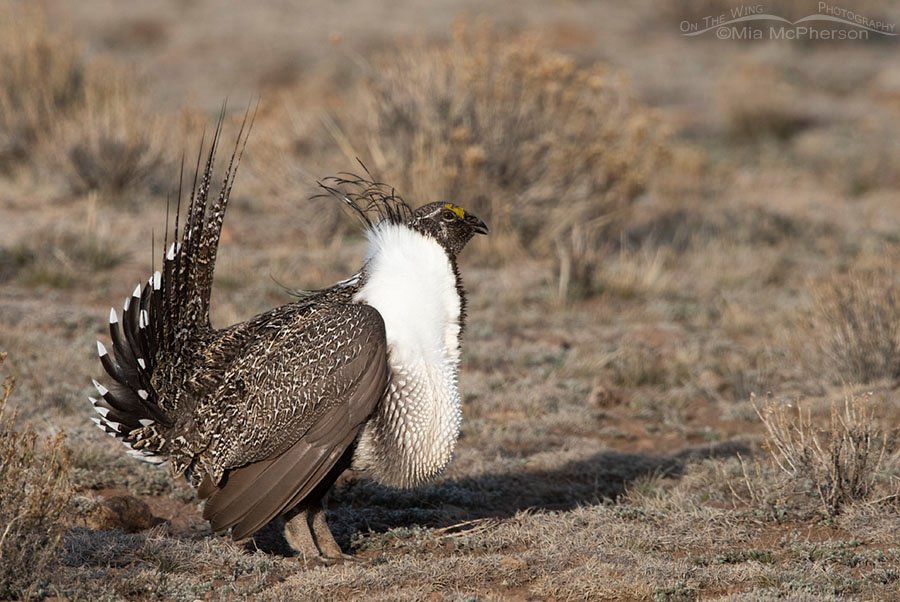 Calling Greater-Sage Grouse male, Wayne County, Utah