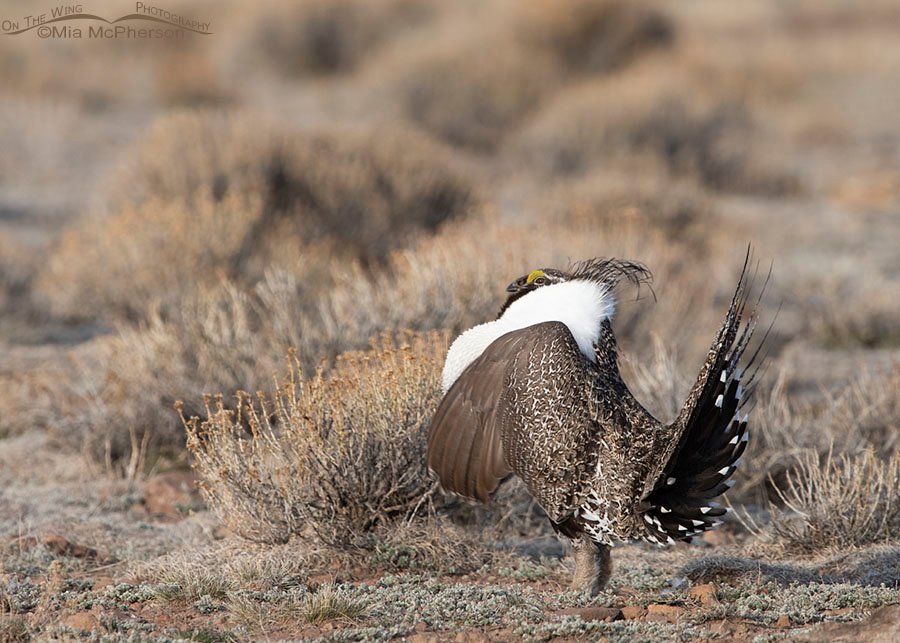 Male Greater-Sage Grouse with his chest puffed up, Wayne County, Utah
