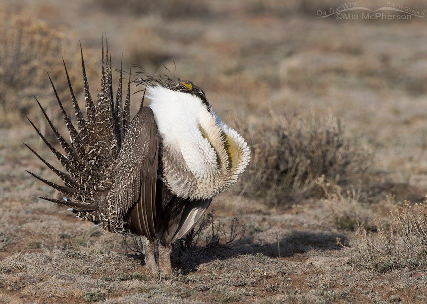 Greater Sage-Grouse male displaying on the sagebrush steppe lek, Wayne County, Utah