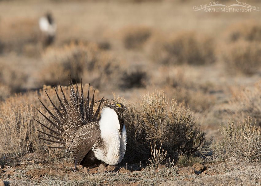 Greater Sage-Grouse on a frigid morning, Wayne County, Utah