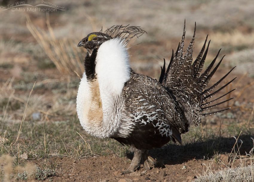 Greater Sage-Grouse displaying on a Utah lek, Wayne County