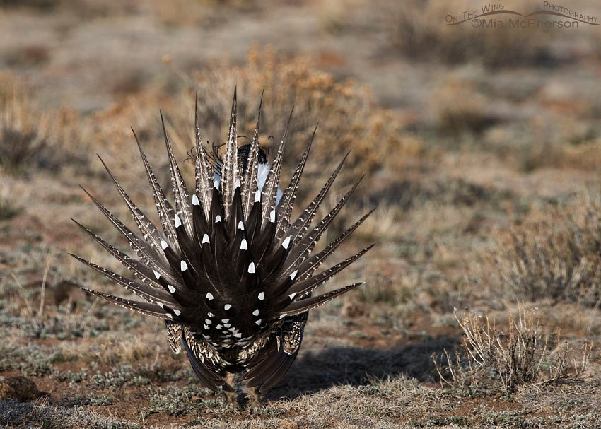 Spread tail of a male Greater Sage-Grouse, Wayne County, Utah