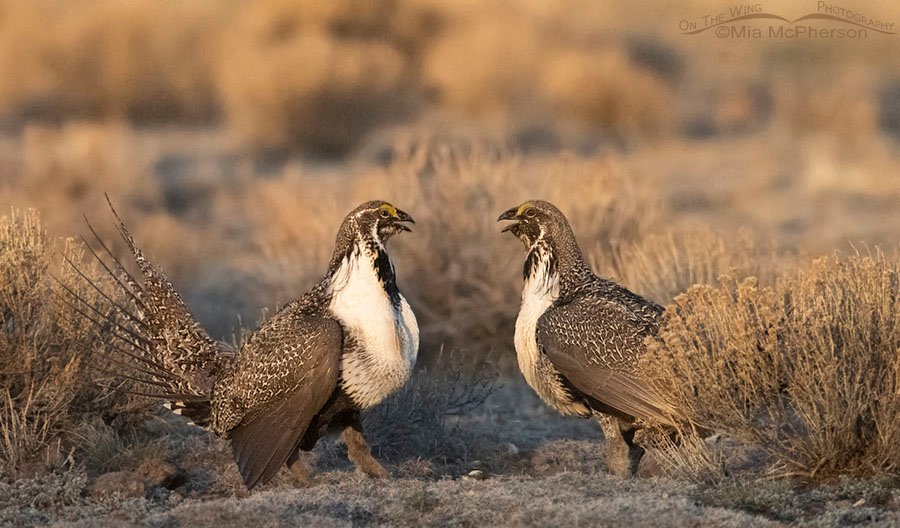 Displaying Greater-Sage Grouse males, Wayne County, Utah