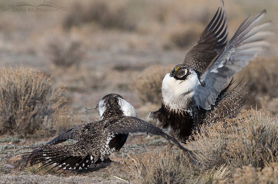 Greater Sage-Grouse males sparring at dawn on the lek, Wayne County, Utah