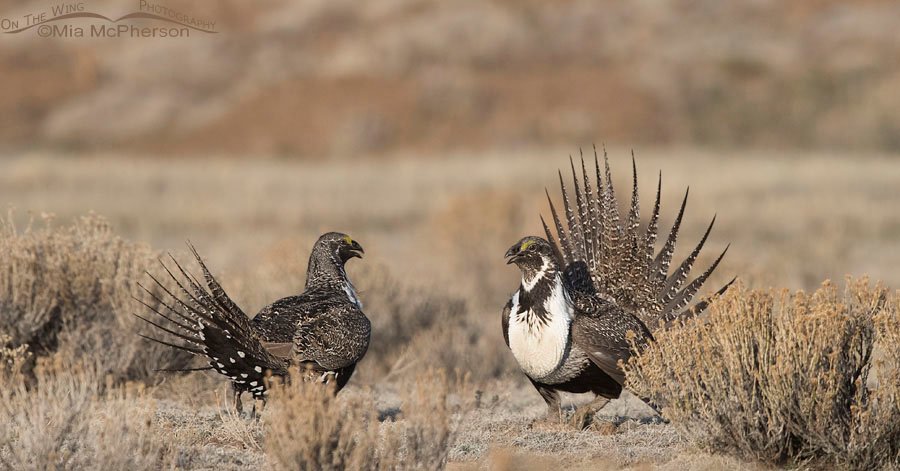 Dawn arrives on the Greater Sage-Grouse lek, Wayne County, Utah