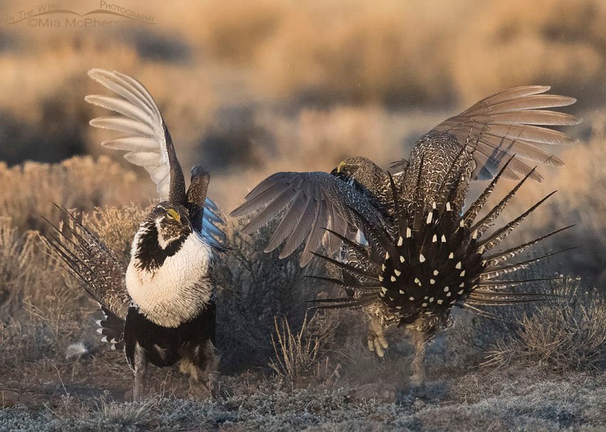 Fighting Greater Sage-Grouse on a lek in Wayne County, Utah