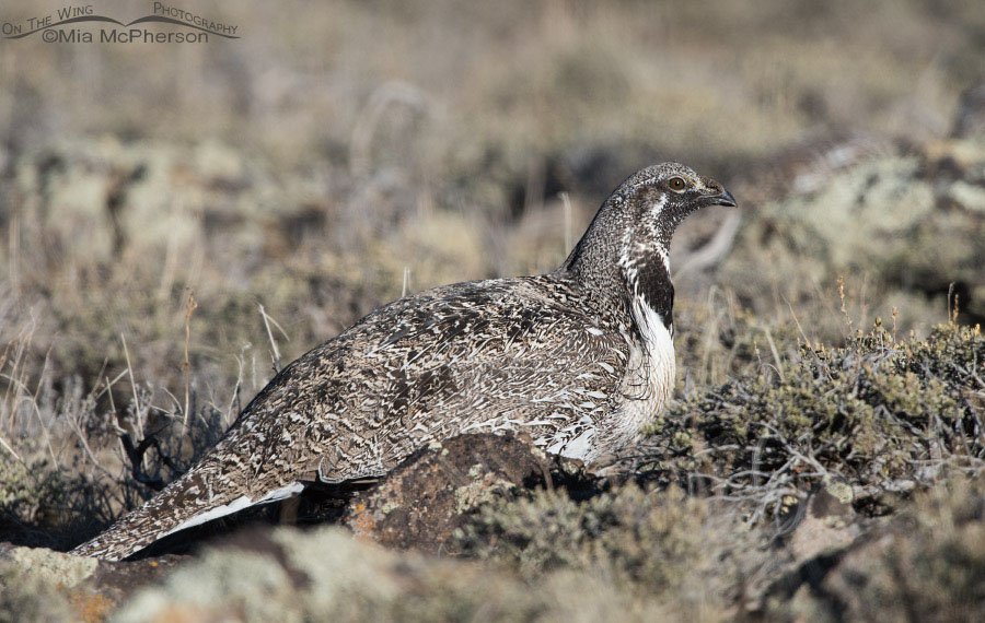 Male Greater Sage-Grouse in evening light on March 28, 2015, Wayne County, Utah