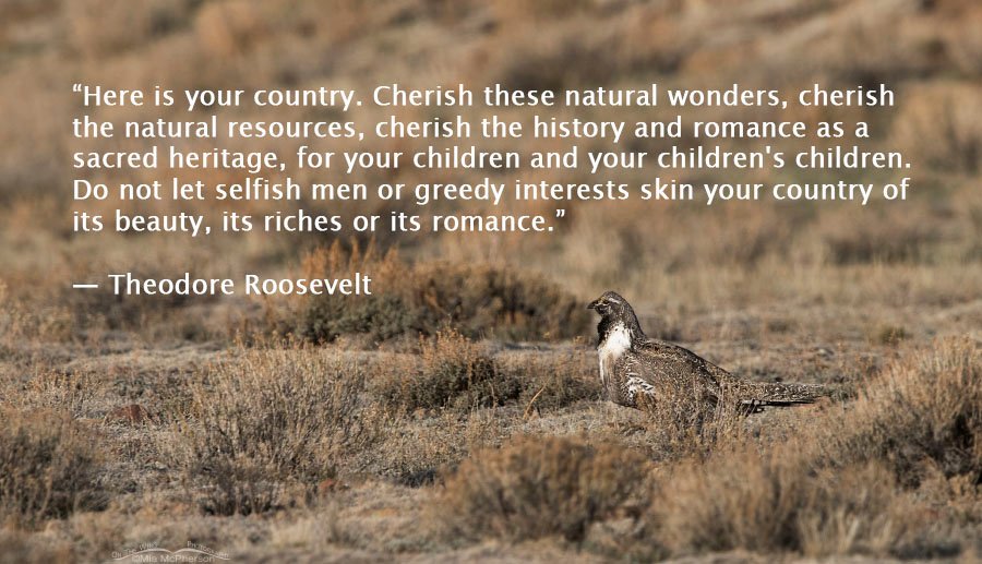 Here is your country - Greater Sage-Grouse on a Lek, Wayne County, Utah