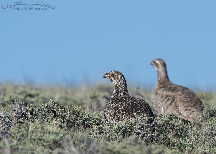 Pair of Greater Sage-Grouse on a June morning on Utah's Aquarius Plateau in Wayne County