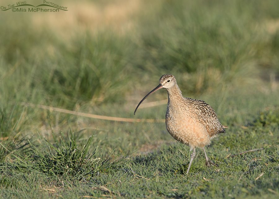 Foraging adult male Long-billed Curlew, Bear River Migratory Bird Refuge, Box Elder County, Utah