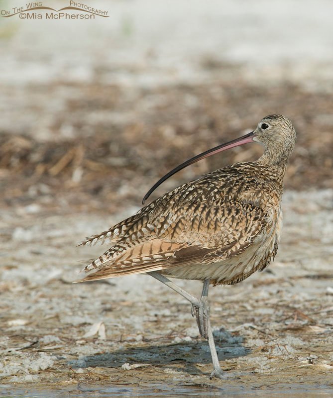 Long-billed Curlew looking over it's shoulder at Fort De Soto County Park, Pinellas County, Florida