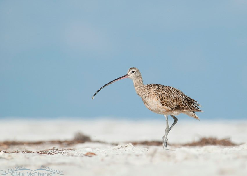 Long-billed Curlew on a sugar sand beach, Fort De Soto County Park, Pinellas County, Florida