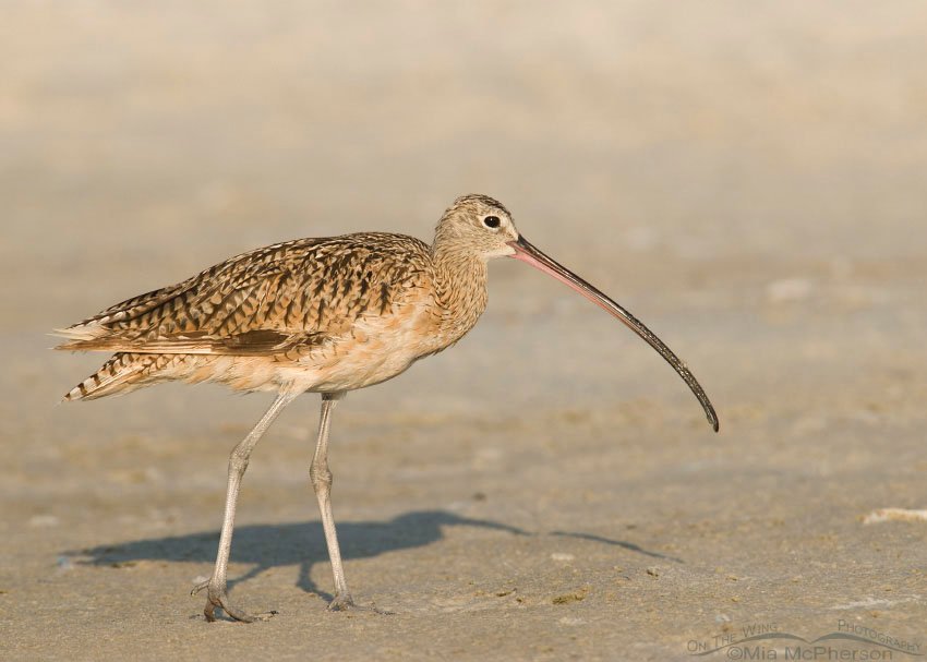 Long-billed Curlew on mud flats in Florida, Fort De Soto County Park, Pinellas County, Florida