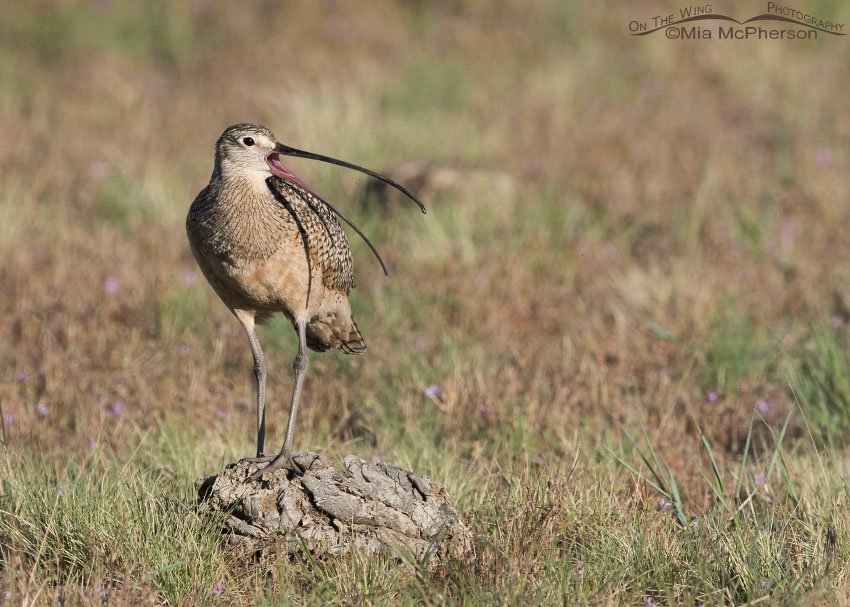 Long-billed Curlew calling from a bison pooh perch, Antelope Island State Park in Davis County, Utah