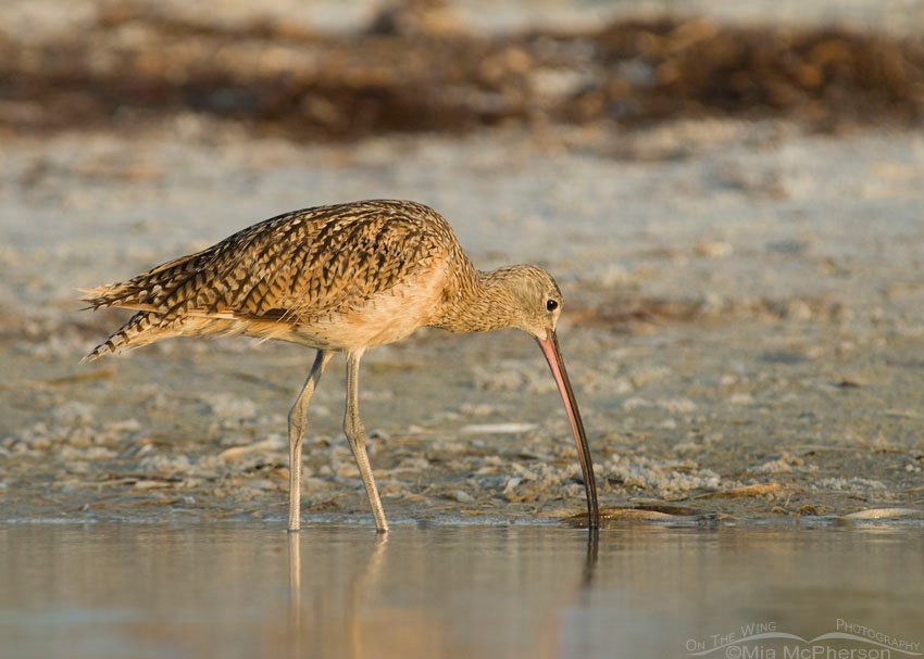 Long-billed Curlew feeding at north beach, Fort De Soto County Park, Pinellas County, Florida