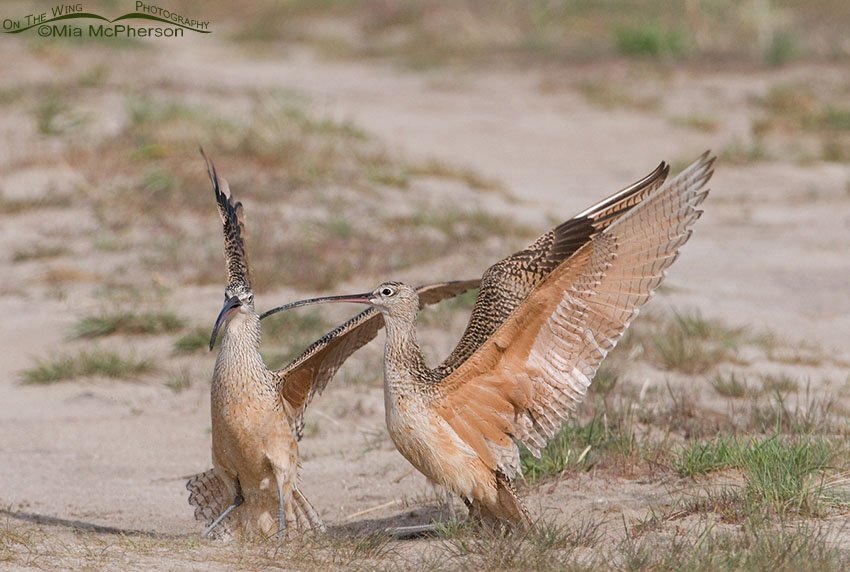 Long-billed Curlew Wing-raising behavior, Antelope Island State Park, Davis County, Utah