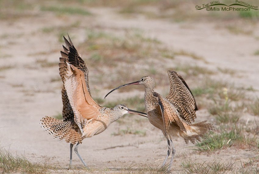 Long-billed Curlew territorial skirmish, Antelope Island State Park, Davis County, Utah
