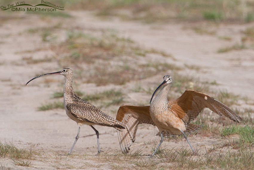 Brief pause in the Long-billed Curlew fight, Antelope Island State Park, Davis County, Utah