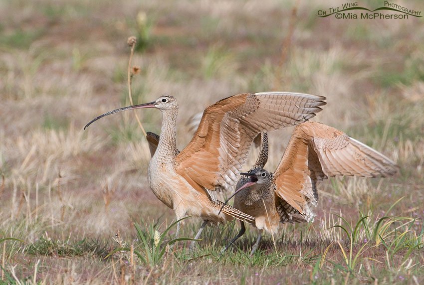 Battling Long-billed Curlews, Antelope Island State Park, Davis County, Utah