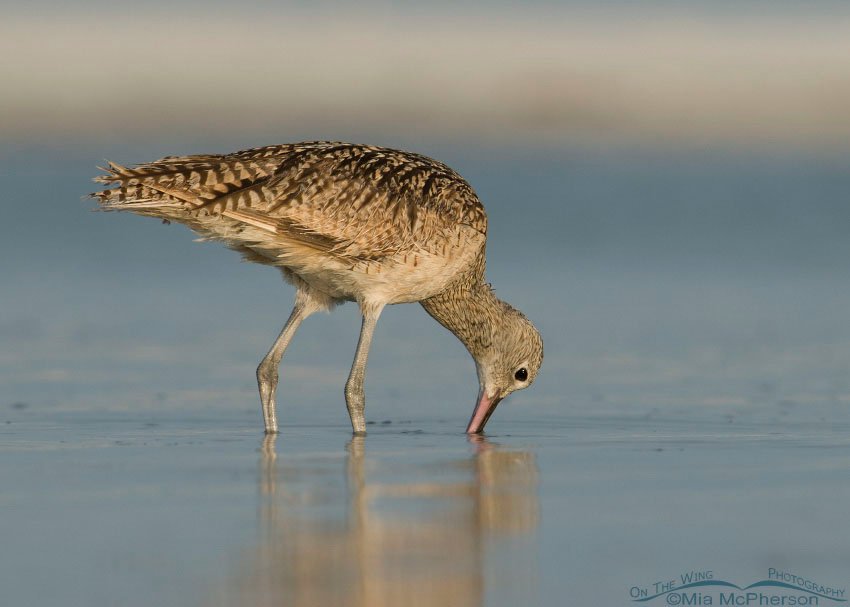 Long-billed Curlew foraging in a lagoon at Fort De Soto County Park, Pinellas County, Florida