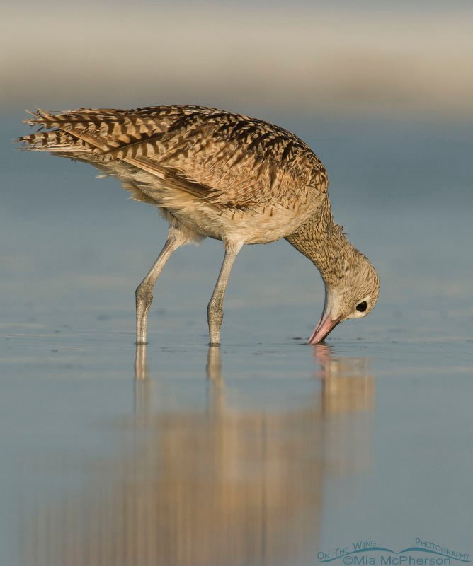 Long-billed Curlew with bill in the water, Fort De Soto County Park, Pinellas County, Florida