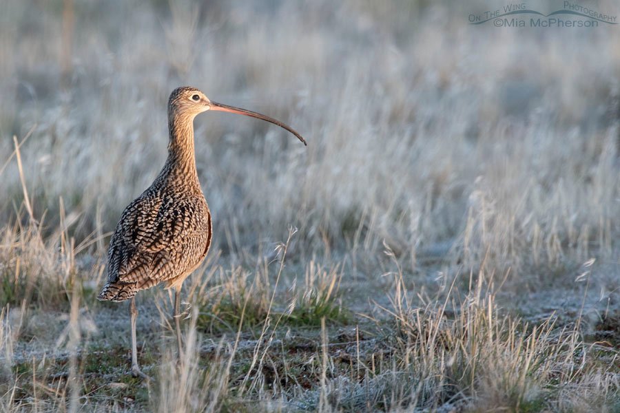 Male Long-billed Curlew at sunrise in a frosty grassland, Antelope Island State Park, Davis County, Utah