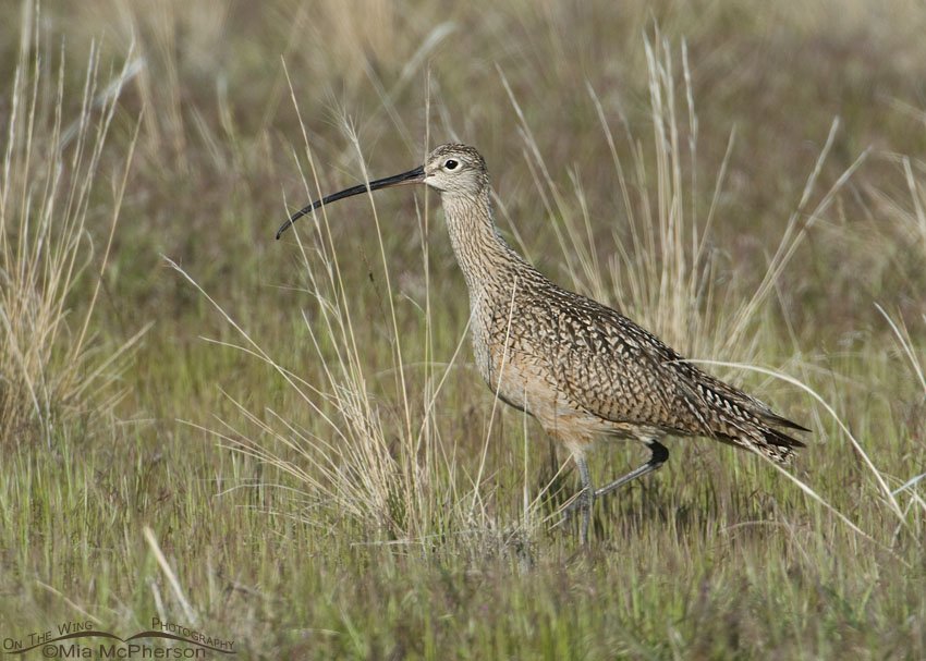 Long-billed Curlew hunting in the grasses on Antelope Island State Park, Davis County, Utah