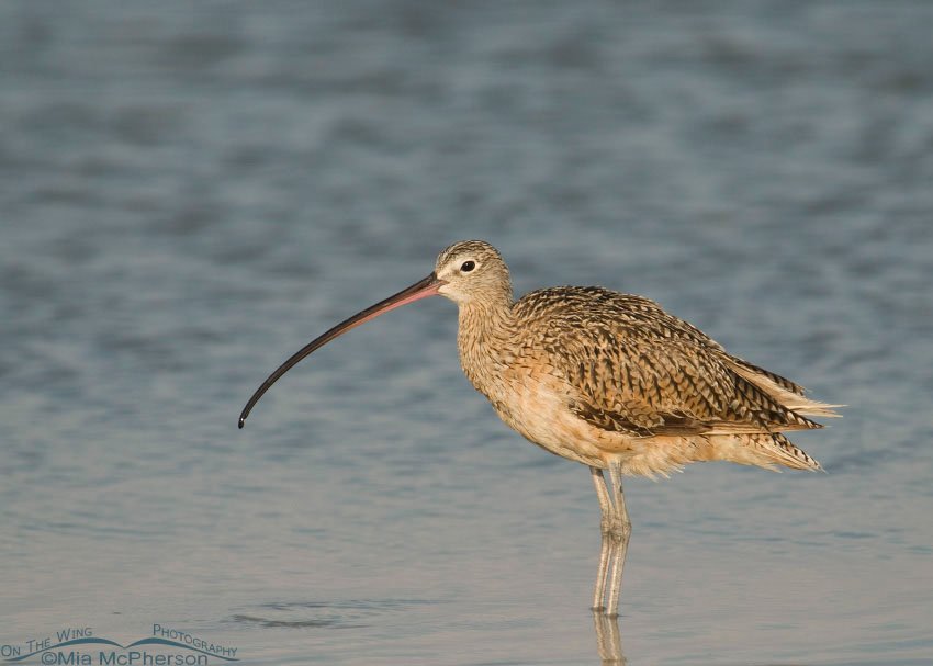 Long-billed Curlew in a tidal lagoon in Florida