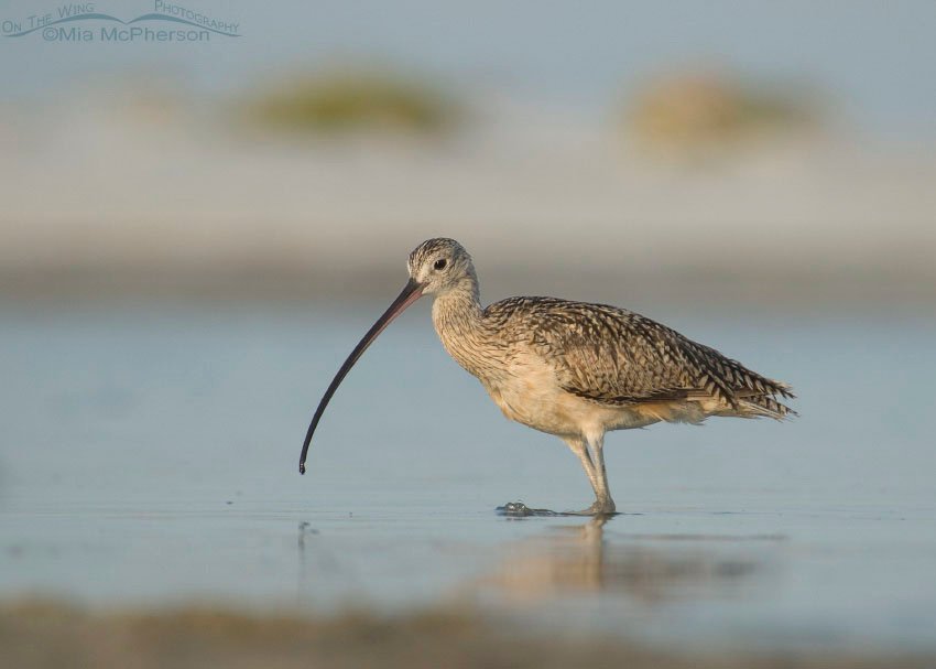 Long-billed Curlew on the hunt, Fort De Soto County Park, Pinellas County, Florida
