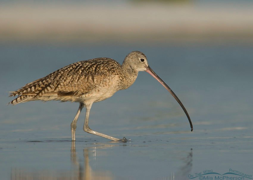 Long-billed Curlew in a saltwater lagoon, Fort De Soto County Park, Pinellas County, Florida