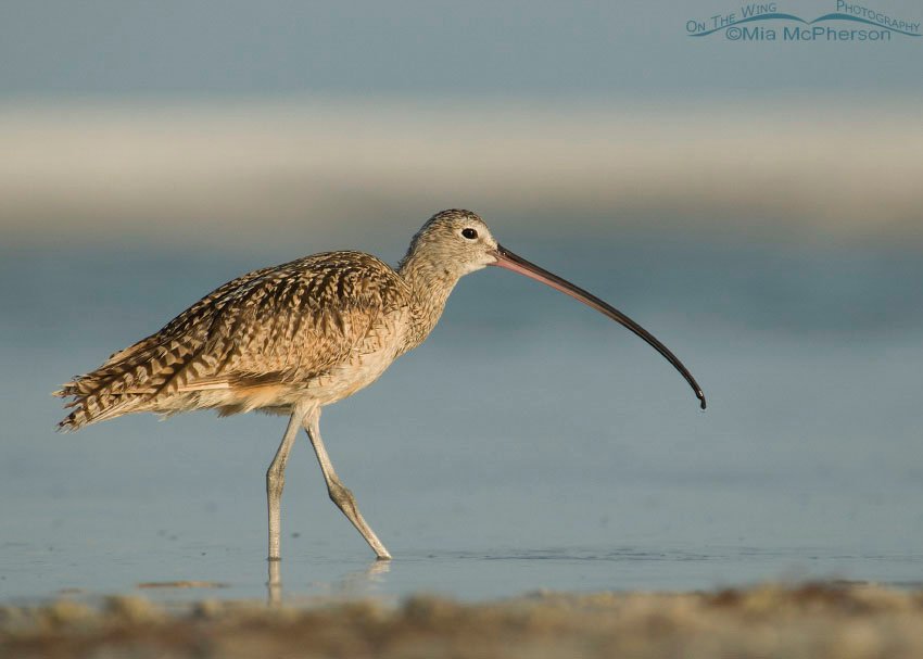 Immature female Long-billed Curlew at Fort De Soto County Park, Pinellas County, Florida