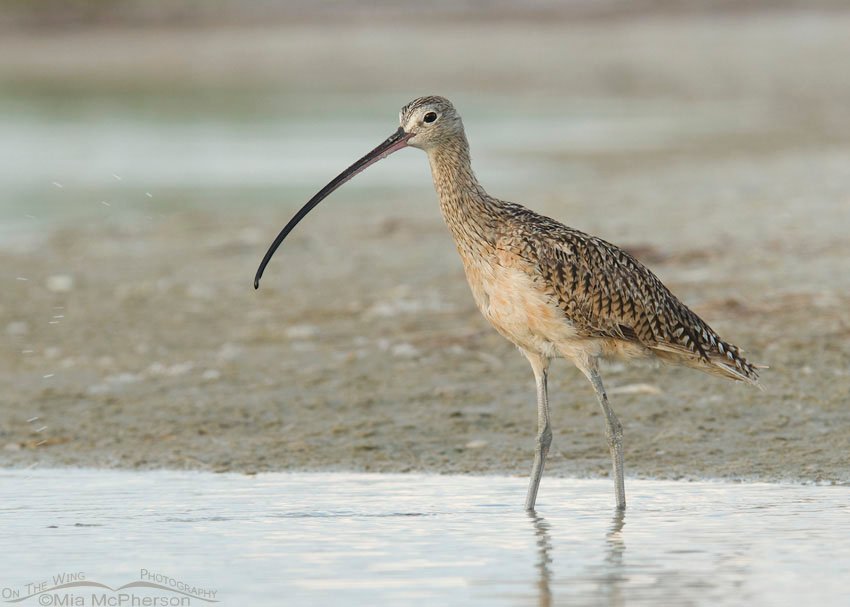 Long-billed Curlew after bathing at Fort De Soto County Park, Pinellas County, Florida