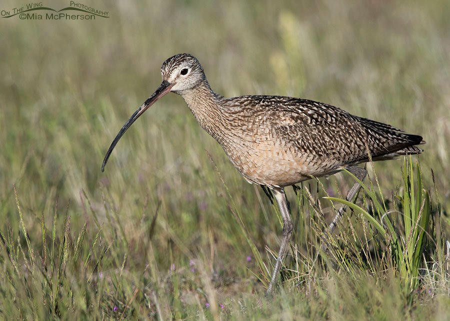 Male Long-billed Curlew foraging in grasses close up, Antelope Island State Park, Davis County, Utah