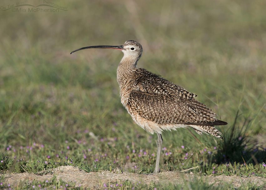 Male Long-billed Curlew in a field of grass and wildflowers on Antelope Island State Park, Davis County, Utah
