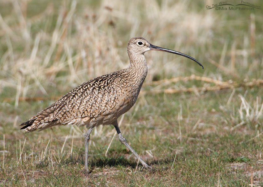 Long-billed Curlew on a grassy flat in northern Utah