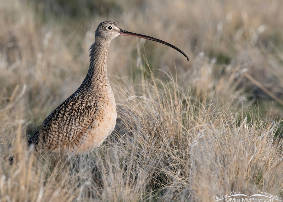 Alert male Long-billed Curlew in soft morning light, Antelope Island State Park, Davis County, Utah