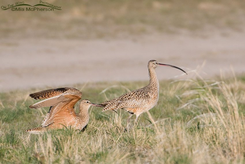 Long-billed Curlew courtship behavior, Antelope Island State Park, Davis County, Utah