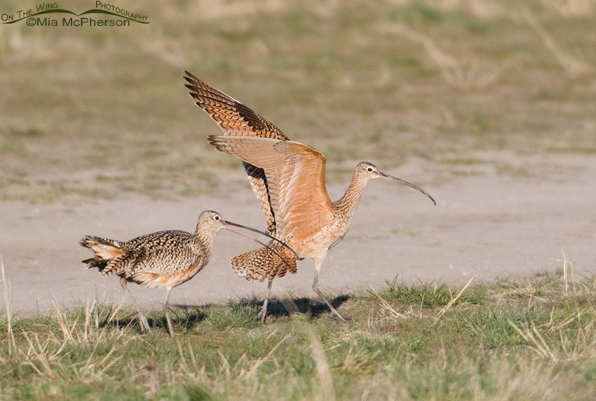 Female Long-billed Curlew showing aggression, Antelope Island State Park, Davis County, Utah