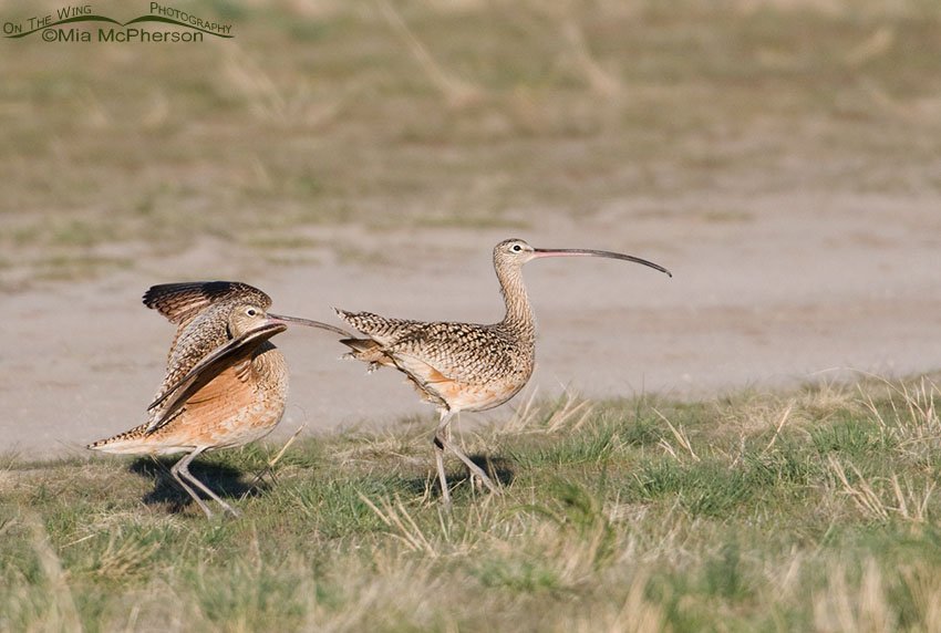 Long-billed Curlew bill shaking behavior, Antelope Island State Park, Davis County, Utah