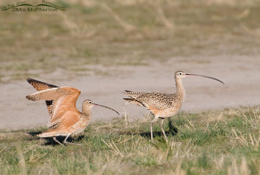 Male Long-billed Curlew following the female, Antelope Island State Park, Davis County, Utah