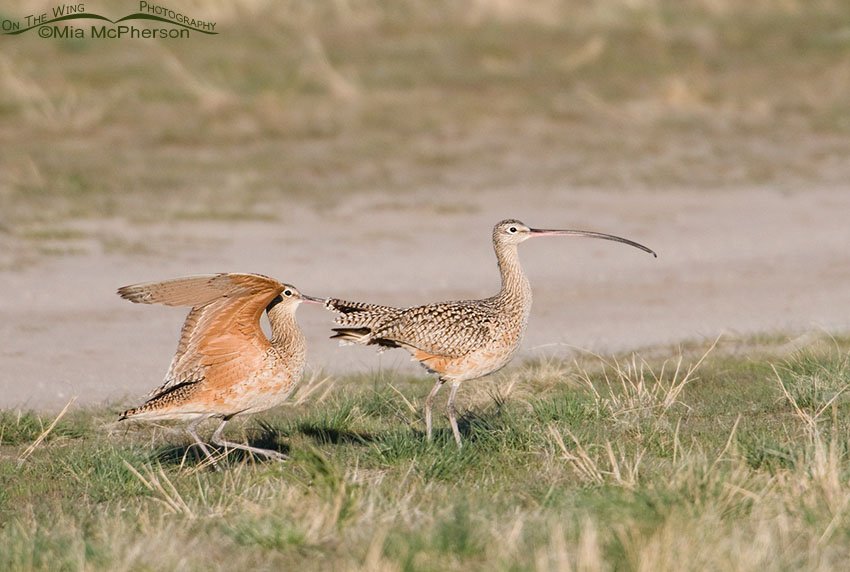 Male Curlew ruffling the tail-coverts of the female, Antelope Island State Park, Davis County, Utah