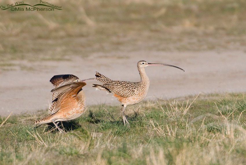 Male Curlew keeps trying to court the female, Antelope Island State Park, Davis County, Utah