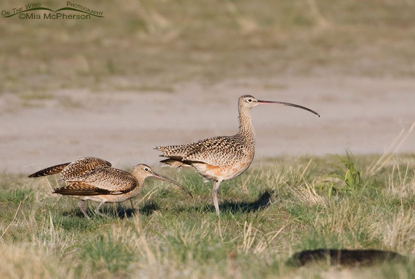 Female Long-billed Curlew ignores the male's advances, Antelope Island State Park, Davis County, Utah