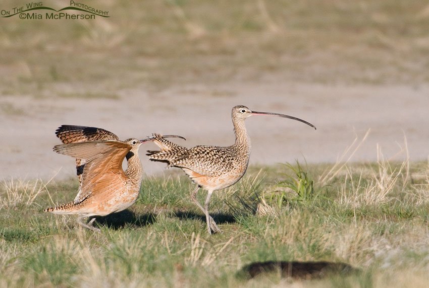 Male Long-billed Curlew gives it one last try, Antelope Island State Park, Davis County, Utah