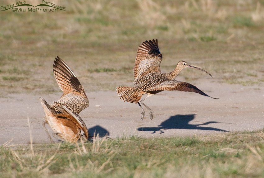 Female Curlew wasn’t receptive to the male's courtship, Antelope Island State Park, Davis County, Utah