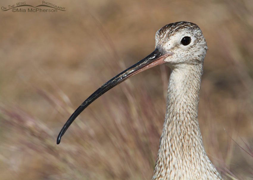 Male Long-billed Curlew portrait, Antelope Island State Park, Davis County, Utah
