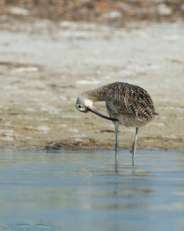Long-billed Curlew with its head upside down, Fort De Soto County Park, Pinellas County, Florida