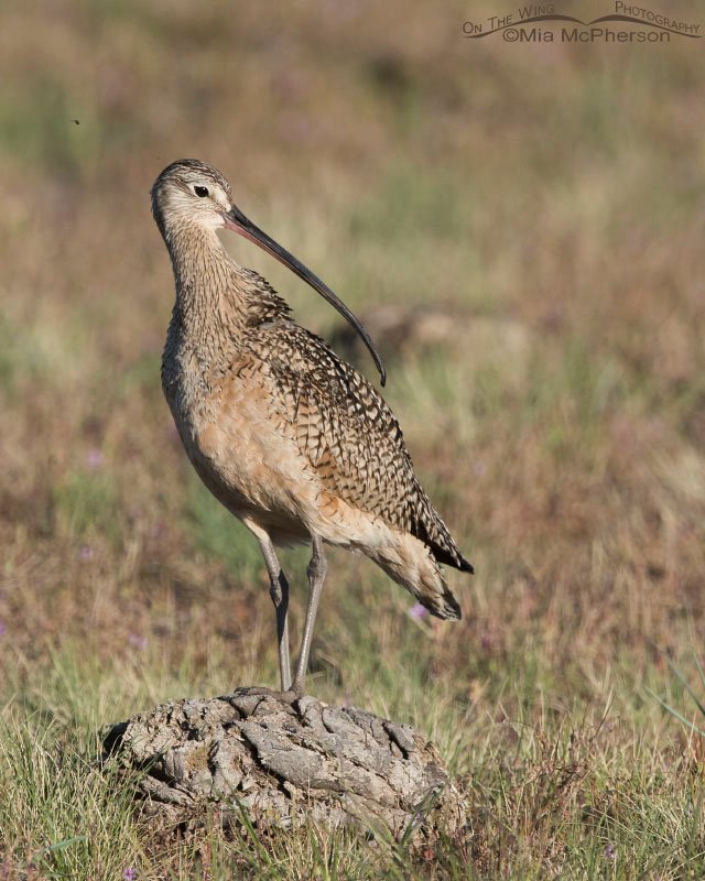 Long-billed Curlew perched on dried Bison pooh, Antelope Island State Park in northern Utah