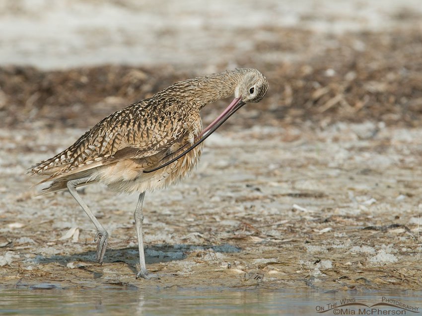 Long-billed Curlew preening at the shoreline of the Gulf of Mexico at Fort De Soto County Park, Florida